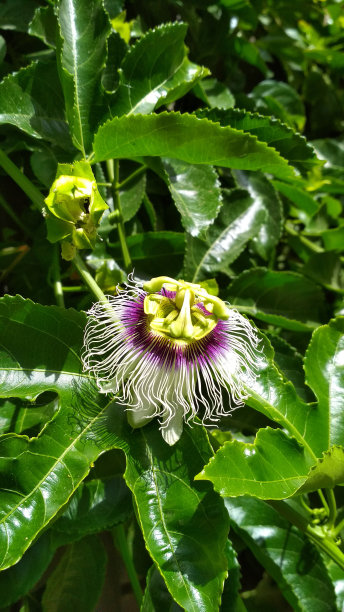 passiflora