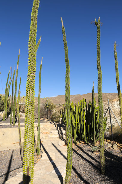 ocotillo