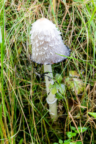 agaric