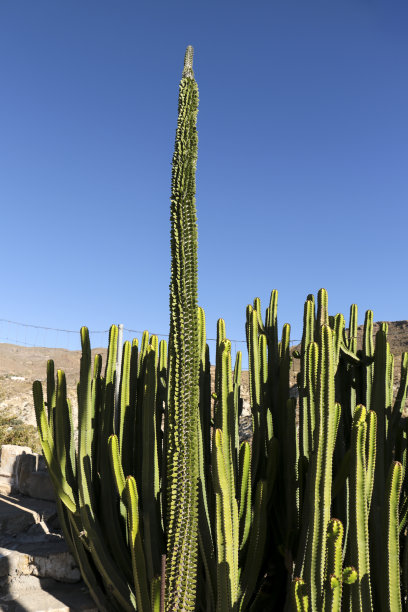 ocotillo
