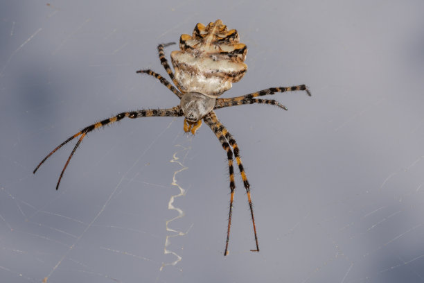 arachnid