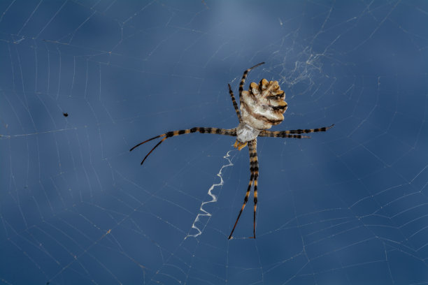 arachnid