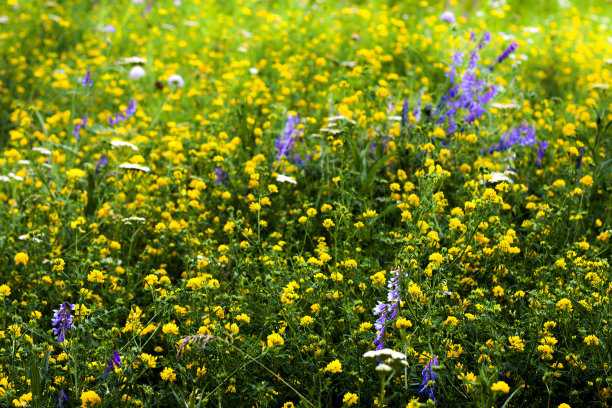 wildflowers