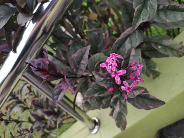 calluna