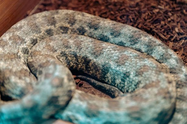 copperhead