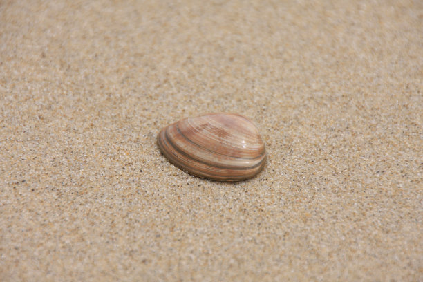 cockle