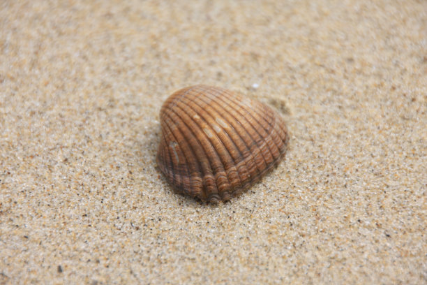 cockle