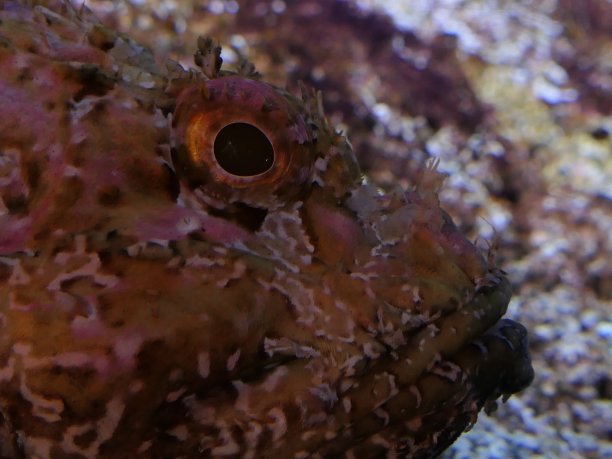 pterois