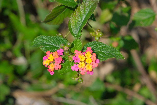 lantana