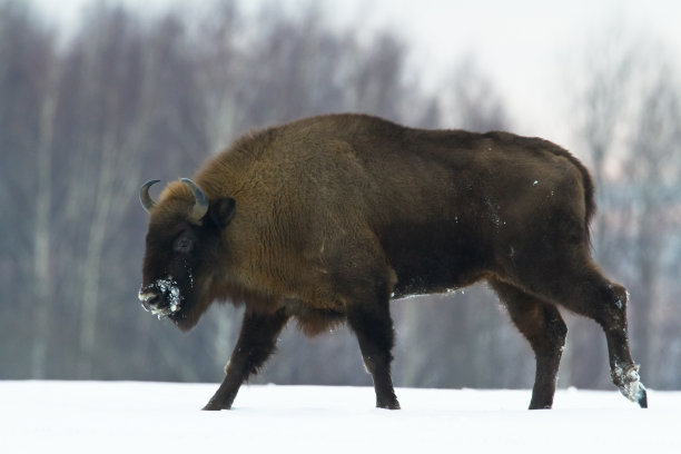 bison