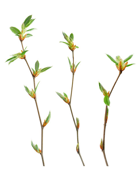 twig