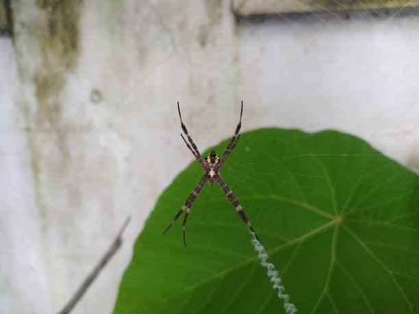 argiope