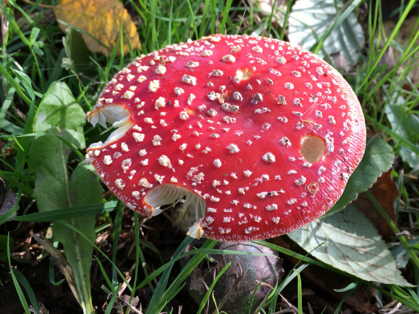 amanitaceae