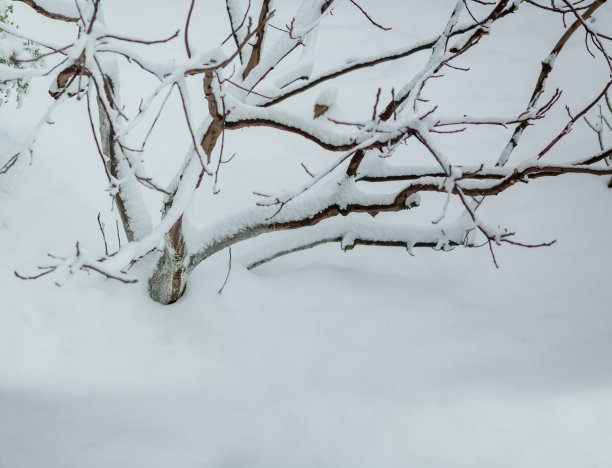 家乡树枝上的的雪景