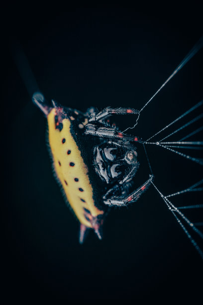 arachnid