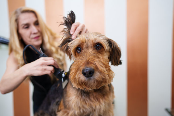airedale