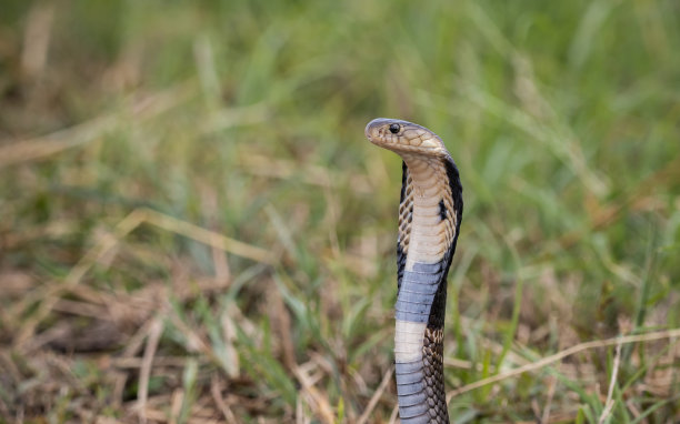 cobra