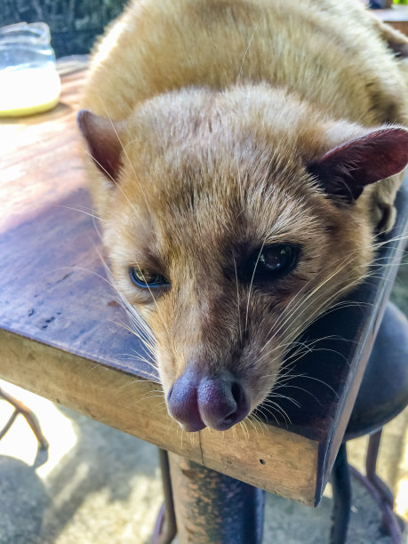 civet
