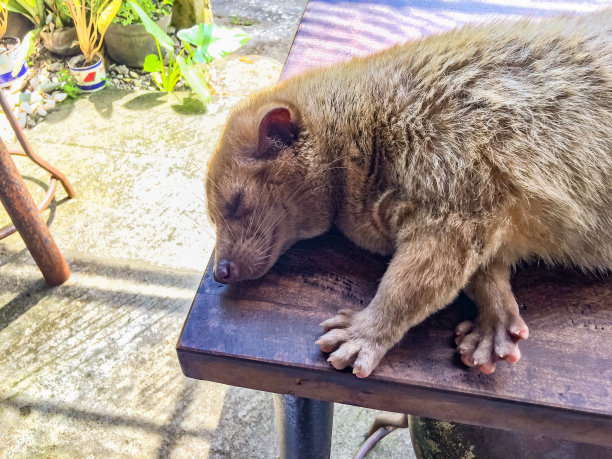 civet