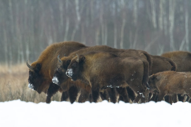 bison