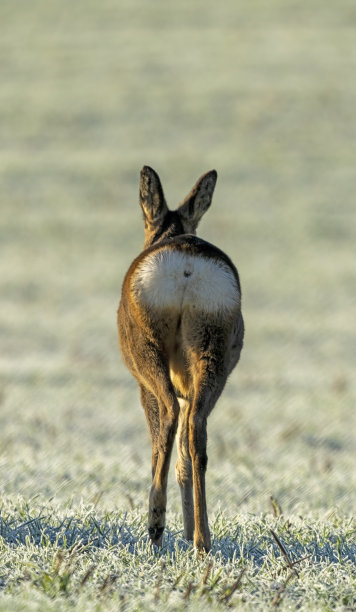 rear