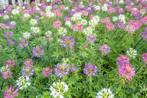 cleome