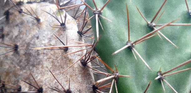 saguaro