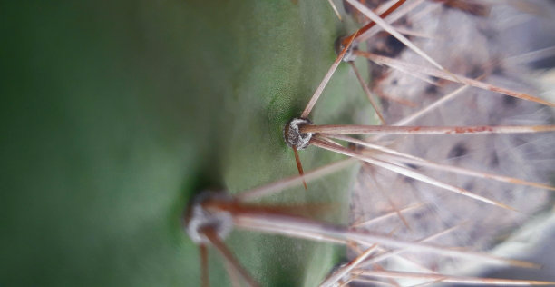 saguaro