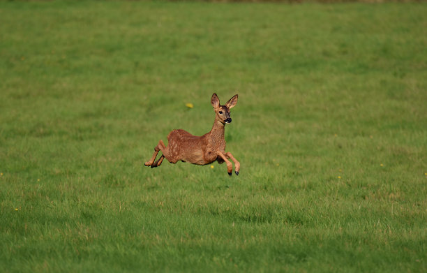 deer