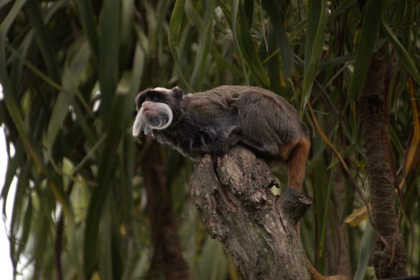 saguinus