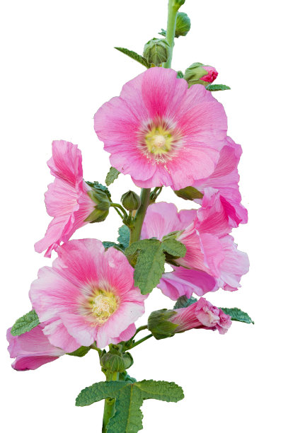 stockrose