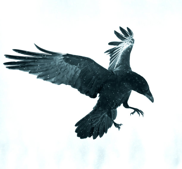 raven
