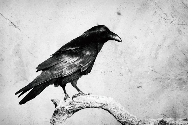 raven