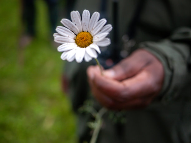 pyrethrum