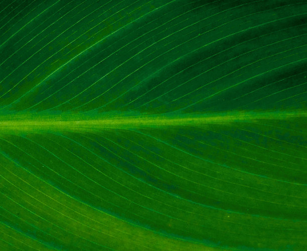 热带植物叶子抽象背景