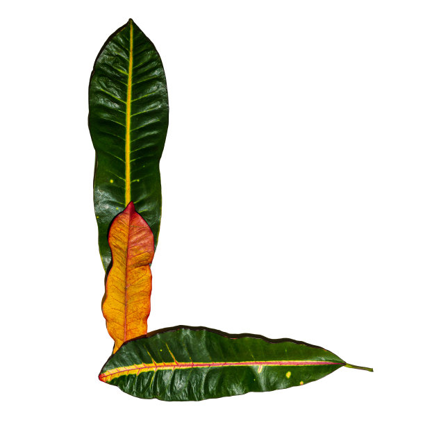 codiaeum