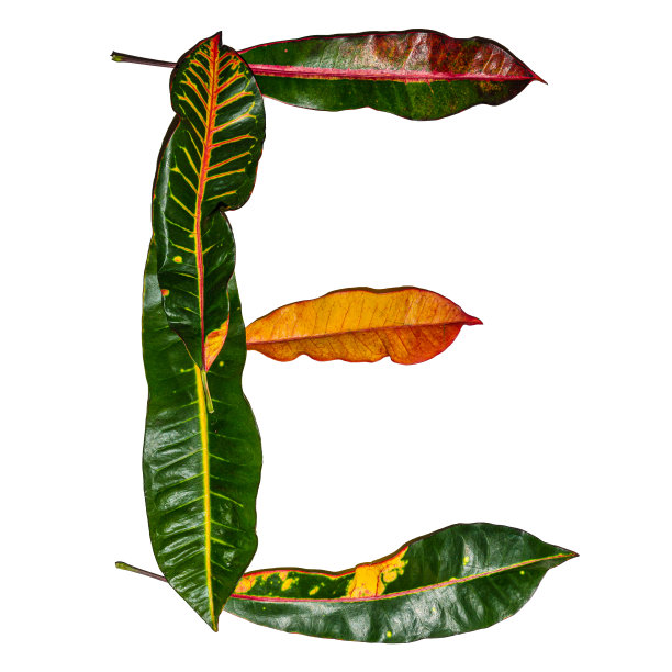 codiaeum