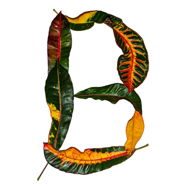 codiaeum