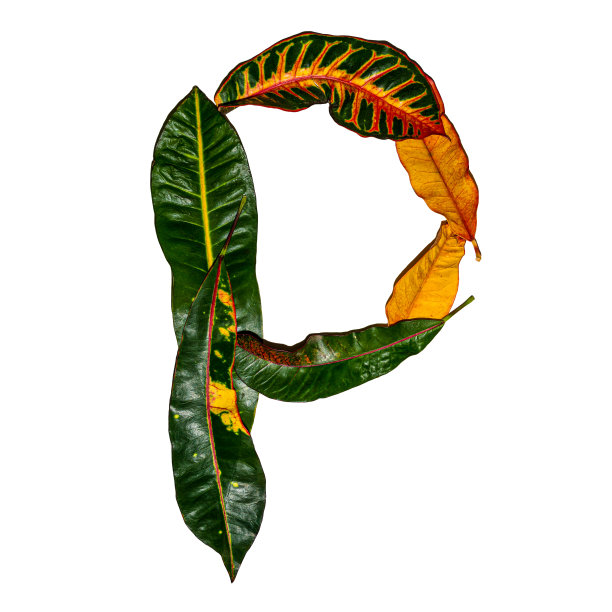 codiaeum