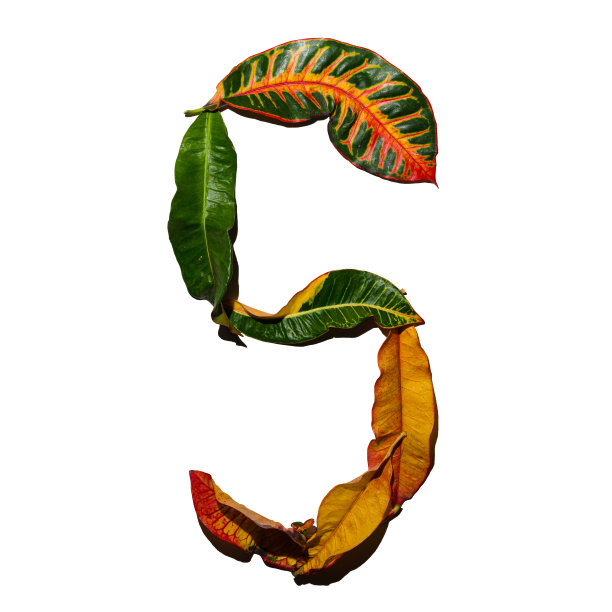 codiaeum