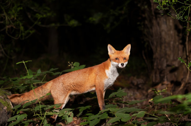 fox