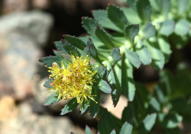 rhodiola
