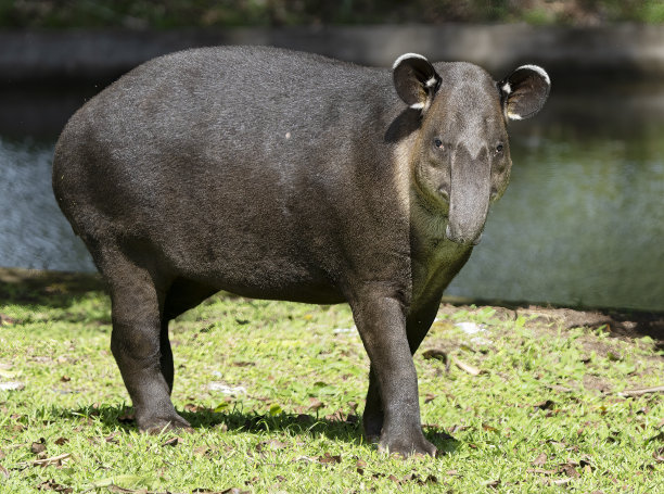tapir