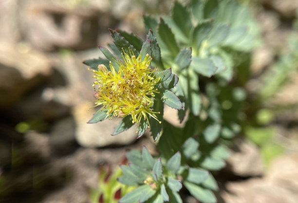 rhodiola