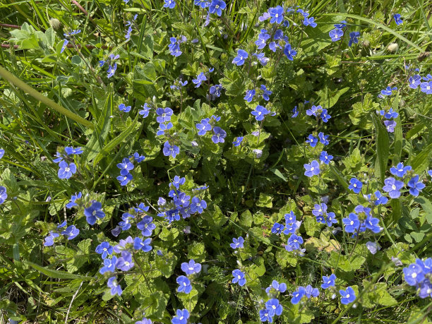 wildflowers