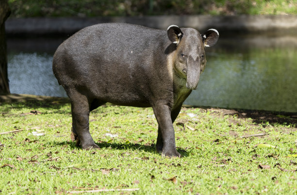 tapir