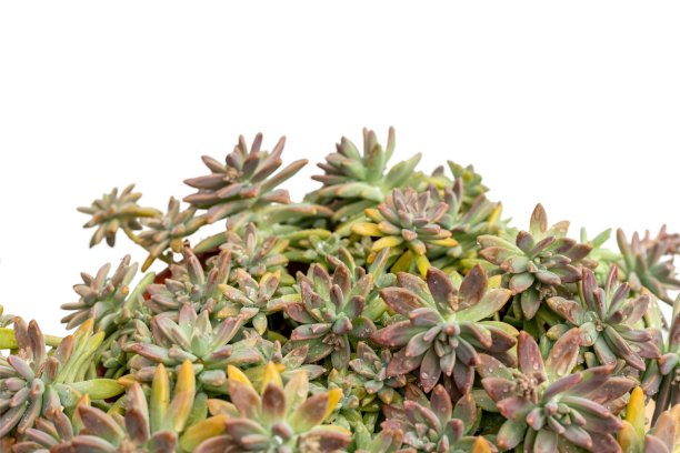 sedum