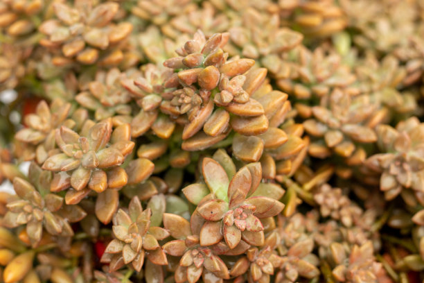sedum