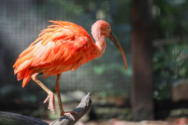 ibis
