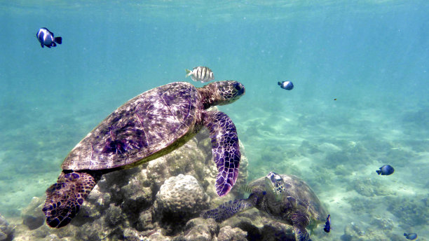 kauai